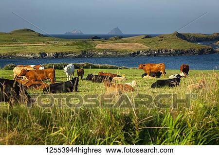 Cattle grazing and resting on the lush, green grass of a field along the coast; Ireland View Large Photo Image Stock Photograph - Cattle grazing and resting on the lush, green grass of a field along the coast; Ireland. Fotosearch