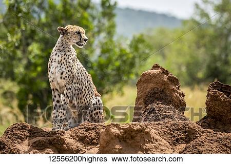 Cheetah (Acinonyx jubatu) sitting on termite mound turning head, Serengeti; Tanzania View Large Photo Image Stock Photograph - Cheetah (Acinonyx jubatu) sitting on termite mound turning head, Serengeti; Tanzania. Fotosearch