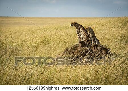 Cheetah (Acinonyx jubatus) and cub sit on termite mound, Serengeti; Tanzania View Large Photo Image Stock Photograph - Cheetah (Acinonyx jubatus) and cub sit on termite mound, Serengeti; Tanzania. Fotosearch