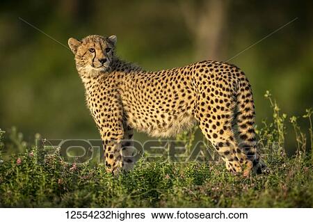 Cheetah cub (Acinonyx jubatus) stands looking back in bushes, Serengeti National Park; Tanzania View Large Photo Image Stock Photograph - Cheetah cub (Acinonyx jubatus) stands looking back in bushes, Serengeti National Park; Tanzania. Fotosearch