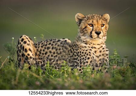 Cheetah cub (Acinonyx jubatus) with catchlights lies in bushes, Serengeti National Park; Tanzania View Large Photo Image Stock Photograph - Cheetah cub (Acinonyx jubatus) with catchlights lies in bushes, Serengeti National Park; Tanzania. Fotosearch