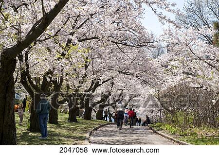 Cherry Blossom Lined Path, High Park, Toronto, Ontario View Large Photo Image Stock Photo - Cherry Blossom Lined Path, High Park, Toronto, Ontario. Fotosearch