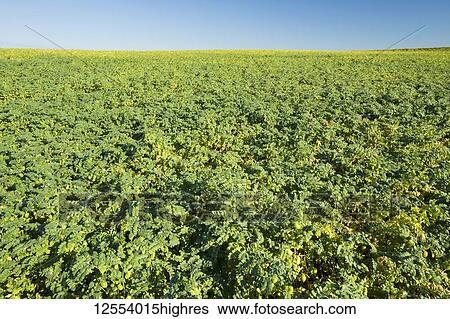 Chickpea field against a blue sky, near Kincaid; Saskatchewan, Canada View Large Photo Image Stock Photograph - Chickpea field against a blue sky, near Kincaid; Saskatchewan, Canada. Fotosearch