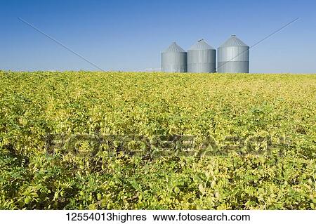 Chickpea field and three silos against a blue sky, near Kincaid; Saskatchewan, Canada View Large Photo Image Stock Photograph - Chickpea field and three silos against a blue sky, near Kincaid; Saskatchewan, Canada. Fotosearch