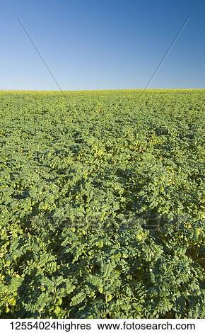 Chickpea field, near Kincaid; Saskatchewan, Canada View Large Photo Image Stock Photograph - Chickpea field, near Kincaid; Saskatchewan, Canada. Fotosearch
