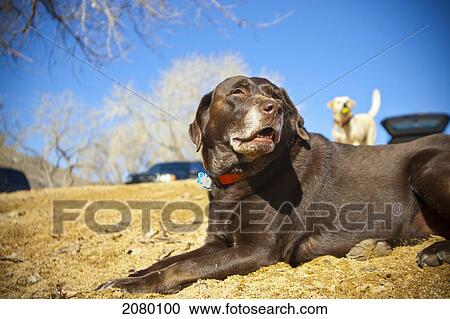 Stock Image - Chocolate Labrador Retriever Laying In The Sand With Yellow Lab In Background; Golden, Colorado, Usa. Fotosearch