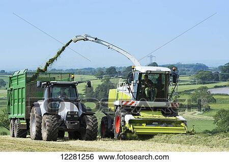 Claas Jaguar 850 self propelled forager chopping grass and loading trailers for silage to be used as winter livestock feed; Cumbria, England View Large Photo Image Stock Photograph - Claas Jaguar 850 self propelled forager chopping grass and loading trailers for silage to be used as winter livestock feed; Cumbria, England. Fotosearch