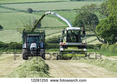 Claas Jaguar 850 self propelled forager chopping grass and loading trailers for silage to be used as winter livestock feed; Cumbria, England View Large Photo Image Stock Photography - Claas Jaguar 850 self propelled forager chopping grass and loading trailers for silage to be used as winter livestock feed; Cumbria, England. Fotosearch