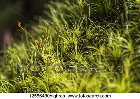 Close-up detail of moss growing in a forest; Brownsmead, Oregon, United States of America View Large Photo Image Stock Photograph - Close-up detail of moss growing in a forest; Brownsmead, Oregon, United States of America. Fotosearch