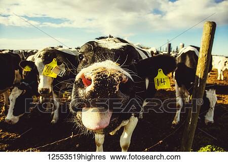 Close-up of a curious Holstein cow with identification tags, looking at the camera and sticking out it's tongue while standing at a barb wire fence on a robotic dairy farm, North of Edmonton; Alberta, Canada View Large Photo Image Stock Photograph - Close-up of a curious Holstein cow with identification tags, looking at the camera and sticking out it's tongue while standing at a barb wire fence on a robotic dairy farm, North of Edmonton; Alberta, Canada. Fotosearch