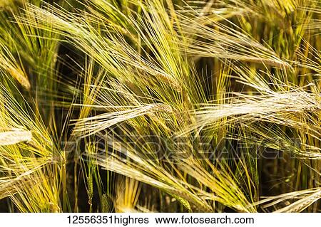 Stock Photograph - Close-up of barley ripening and ready for harvest; Legal, Alberta, Canada. Fotosearch