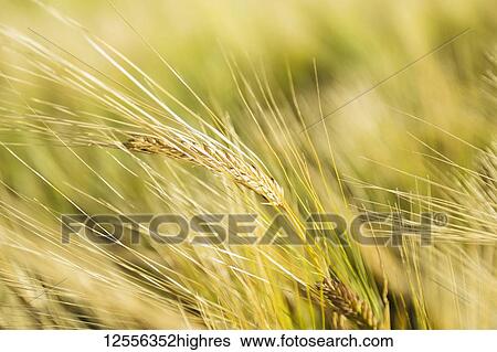Stock Photograph - Close-up of barley ripening and ready for harvest; Legal, Alberta, Canada. Fotosearch