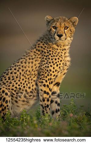 Stock Photograph - Close-up of Cheetah cub (Acinonyx jubatus) sitting with catchlight, Serengeti National Park; Tanzania. Fotosearch