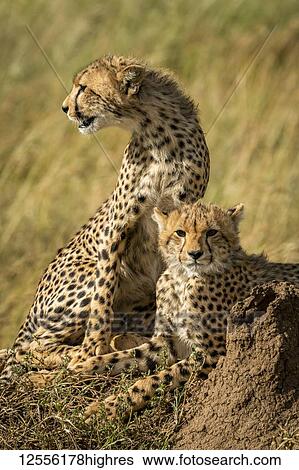 Close-up of cheetah cubs (Acinonyx jubatus) by termite mound, Serengeti; Tanzania View Large Photo Image Stock Photograph - Close-up of cheetah cubs (Acinonyx jubatus) by termite mound, Serengeti; Tanzania. Fotosearch