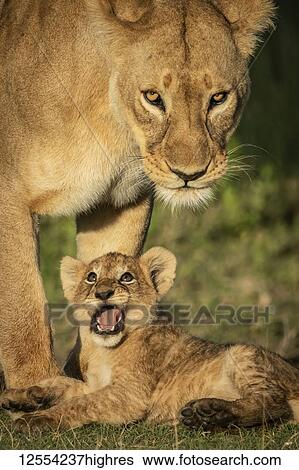 Close-up of cub (Panthera leo) looking up at lioness, Serengeti National Park; Tanzania View Large Photo Image Stock Photograph - Close-up of cub (Panthera leo) looking up at lioness, Serengeti National Park; Tanzania. Fotosearch