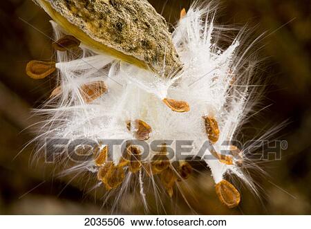 Close-Up Of Exploding Milkweed Seedpod, Nova Scotia View Large Photo Image Stock Photograph - Close-Up Of Exploding Milkweed Seedpod, Nova Scotia. Fotosearch