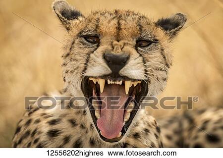 Close-up of female cheetah (Acinonyx jubatus) yawning at camera, Serengeti; Tanzania View Large Photo Image Stock Photograph - Close-up of female cheetah (Acinonyx jubatus) yawning at camera, Serengeti; Tanzania. Fotosearch