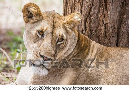 Close-up of female Lion (Panthera leo) resting near tree in Tarangire National Park; Tanzania View Large Photo Image Stock Photograph - Close-up of female Lion (Panthera leo) resting near tree in Tarangire National Park; Tanzania. Fotosearch