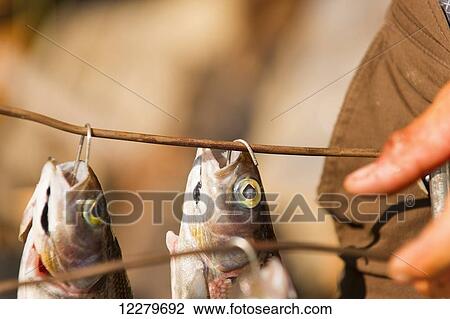 Stock Image - Close up of fish being smoked while on a raft, Yukon Territory, Canada. Fotosearch
