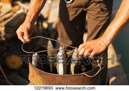 Stock Image - Close up of fish being smoked while on a raft, Yukon Territory, Canada. Fotosearch