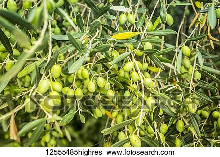 Stock Photograph - Close-up of green olives on a tree in the picturesque medieval town given over to artists known as Groznjan; Groznjan, Istria, Croatia. Fotosearch