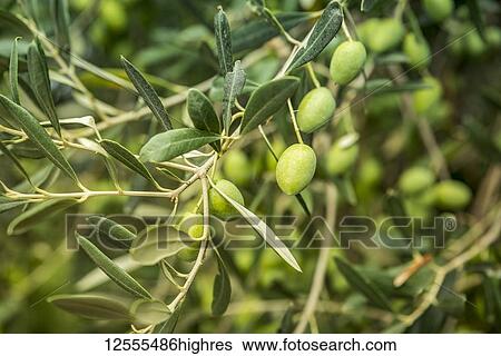 Close-up of green olives on a tree in the picturesque medieval town given over to artists known as Groznjan; Groznjan, Istria, Croatia View Large Photo Image Stock Photograph - Close-up of green olives on a tree in the picturesque medieval town given over to artists known as Groznjan; Groznjan, Istria, Croatia. Fotosearch