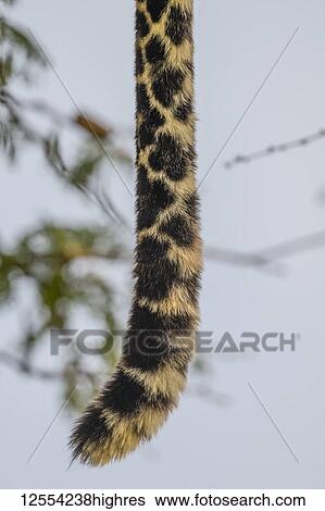 Stock Photograph - Close-up of leopard (Panthera pardus) tail hanging straight down, Serengeti National Park; Tanzania. Fotosearch
