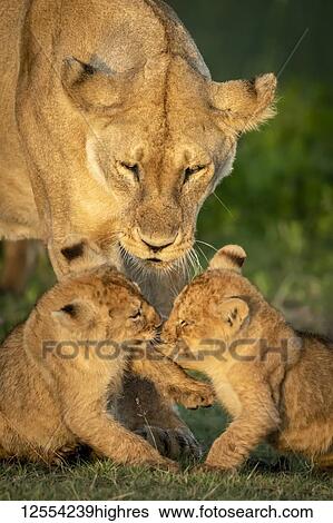 Stock Photograph - Close-up of lion cubs (Panthera leo) playing near mother, Serengeti National Park; Tanzania. Fotosearch
