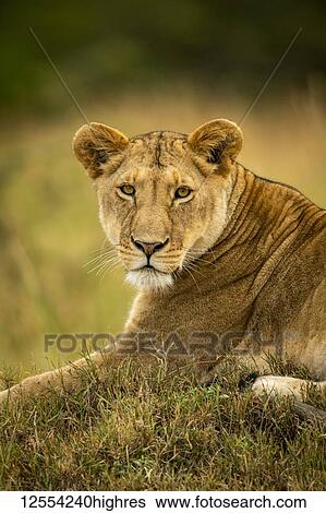 Stock Photograph - Close-up of lioness (Panthera leo) in grass watching camera, Serengeti National Park; Tanzania. Fotosearch