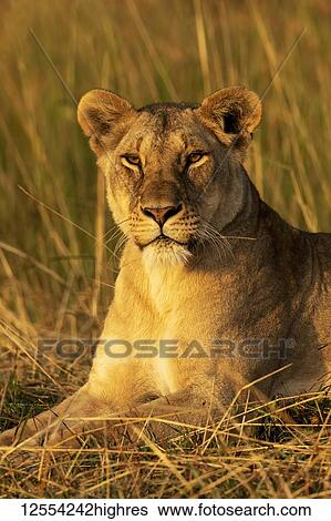 Stock Photograph - Close-up of lioness (Panthera leo) in grass watching camera, Serengeti National Park; Tanzania. Fotosearch