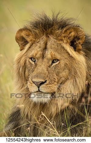 Stock Photograph - Close-up of male lion (Panthera leo) face in grass, Serengeti National Park; Tanzania. Fotosearch