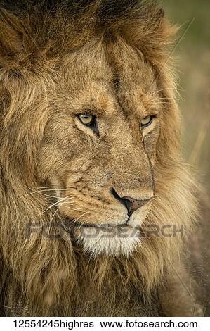 Stock Photograph - Close-up of male lion (Panthera leo) head facing right, Serengeti National Park; Tanzania. Fotosearch
