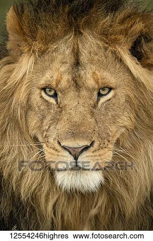 Stock Photograph - Close-up of male lion (Panthera leo) head staring out, Serengeti National Park; Tanzania. Fotosearch