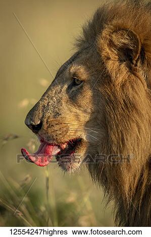 Stock Photograph - Close-up of male lion (Panthera leo) licking bloody lips, Serengeti National Park; Tanzania. Fotosearch
