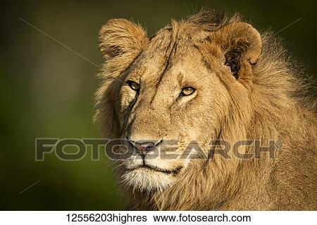 Stock Photograph - Close-up of male lion (Panthera leo) head and shoulders, Serengeti; Tanzania. Fotosearch