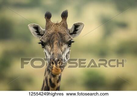 Stock Photograph - Close-up of Masai giraffe (Giraffa camelopardalis tippelskirchii) head in savannah, Serengeti National Park; Tanzania. Fotosearch