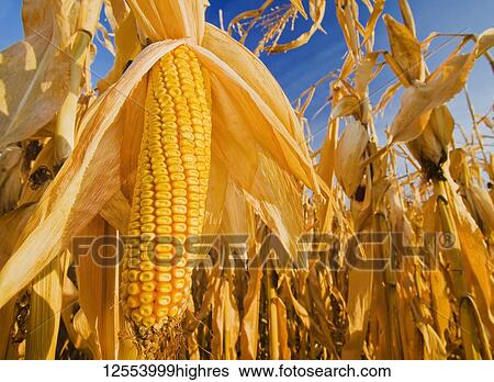 Stock Photograph - Close-up of mature, harvest-ready feed/grain corn, near Carey; Manitoba, Canada. Fotosearch