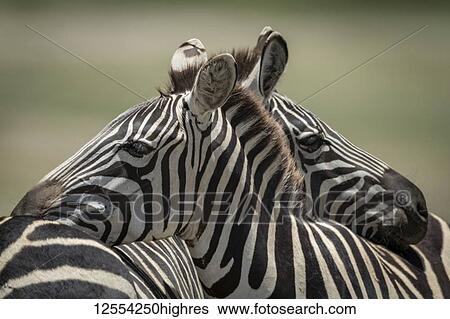 Stock Photograph - Close-up of Plains zebra (Equus quagga) resting on another, Serengeti National Park; Tanzania. Fotosearch
