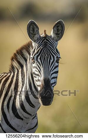 Close-up of plains zebra (Equus quagga) looking at camera, Serengeti; Tanzania View Large Photo Image Stock Photograph - Close-up of plains zebra (Equus quagga) looking at camera, Serengeti; Tanzania. Fotosearch