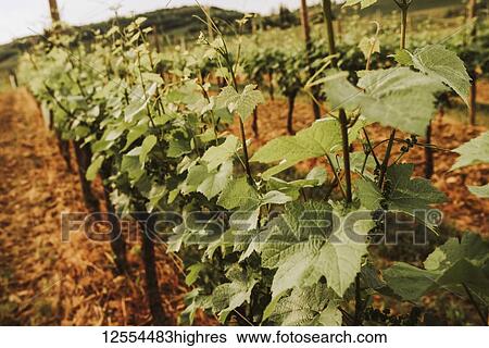 Stock Photograph - Close-up of rows of grapevines growing on a vineyard; Italy. Fotosearch