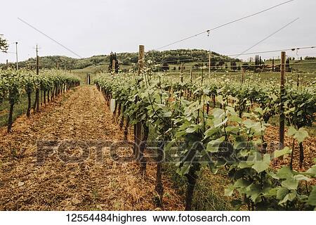Close-up of rows of grapevines growing on a vineyard; Italy View Large Photo Image Stock Photograph - Close-up of rows of grapevines growing on a vineyard; Italy. Fotosearch