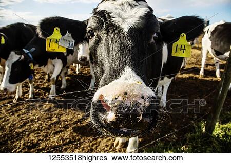 Stock Photograph - Close-up of the head of a Holstein cow standing at a barb wire fence making a funny face, with identification tags in it's ears on a robotic dairy farm, North of Edmonton; Alberta, Canada. Fotosearch