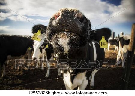 Close-up of the nose of a curious Holstein cow standing at a barb wire fence with identification tags in it's ears on a robotic dairy farm, North of Edmonton; Alberta, Canada View Large Photo Image Stock Photograph - Close-up of the nose of a curious Holstein cow standing at a barb wire fence with identification tags in it's ears on a robotic dairy farm, North of Edmonton; Alberta, Canada. Fotosearch