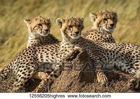 Close-up of three cheetah cubs (Acinonyx jubatus) lying together, Serengeti; Tanzania View Large Photo Image Stock Photograph - Close-up of three cheetah cubs (Acinonyx jubatus) lying together, Serengeti; Tanzania. Fotosearch