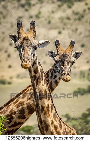 Close-up of two Masai giraffe (Giraffa camelopardalis tippelskirchii) crossing necks, Serengeti; Tanzania View Large Photo Image Stock Photograph - Close-up of two Masai giraffe (Giraffa camelopardalis tippelskirchii) crossing necks, Serengeti; Tanzania. Fotosearch