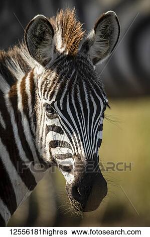 Close-up of young plains zebra (Equus quagga) eyeing camera, Serengeti; Tanzania View Large Photo Image Stock Photograph - Close-up of young plains zebra (Equus quagga) eyeing camera, Serengeti; Tanzania. Fotosearch