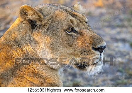 Stock Photograph - Close-up portrait of lioness (Panthera Leo), Katavi National Park; Tanzania. Fotosearch
