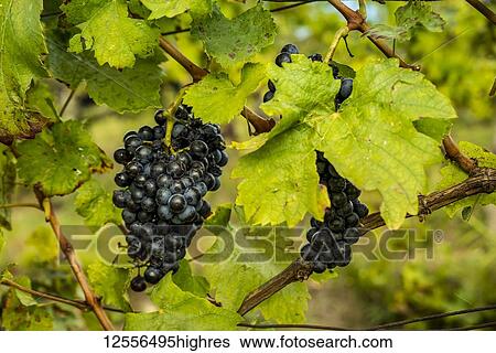 Cluster of grapes on a vine in a vineyard surrounding the hilltop medieval town of Motovun; Motovun, Istria, Croatia View Large Photo Image Stock Photograph - Cluster of grapes on a vine in a vineyard surrounding the hilltop medieval town of Motovun; Motovun, Istria, Croatia. Fotosearch