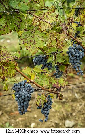 Cluster of grapes on a vine in a vineyard surrounding the hilltop medieval town of Motovun; Motovun, Istria, Croatia View Large Photo Image Stock Photograph - Cluster of grapes on a vine in a vineyard surrounding the hilltop medieval town of Motovun; Motovun, Istria, Croatia. Fotosearch