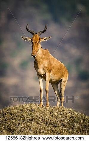 Stock Photograph - Coke hartebeest (Alcelaphus buselaphus cokii) stands on mound eyeing camera, Serengeti; Tanzania. Fotosearch